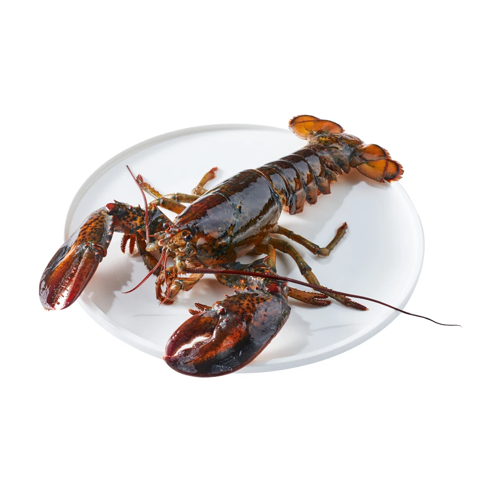 鲜活 波士顿龙虾1-1.5kg/只