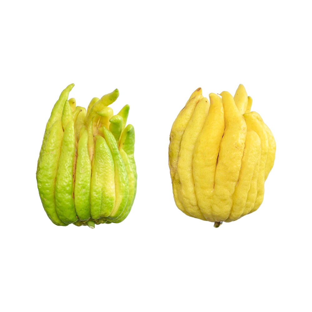 观赏小佛手 2支