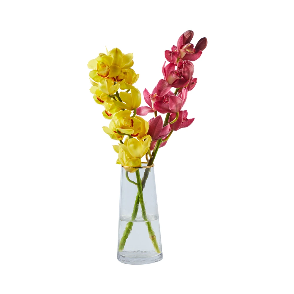 大花蕙兰 随机色 2支