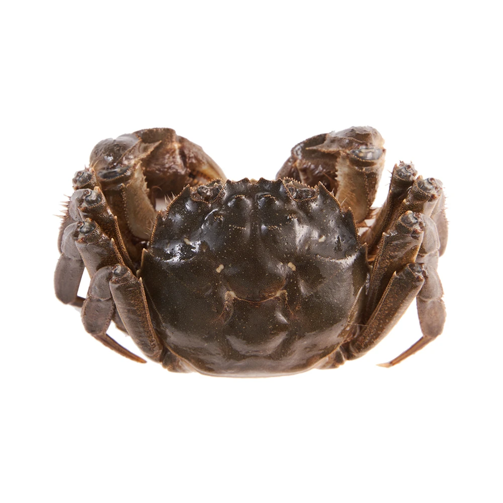 鲜活 黄河口六月黄大闸蟹 90-110g/只