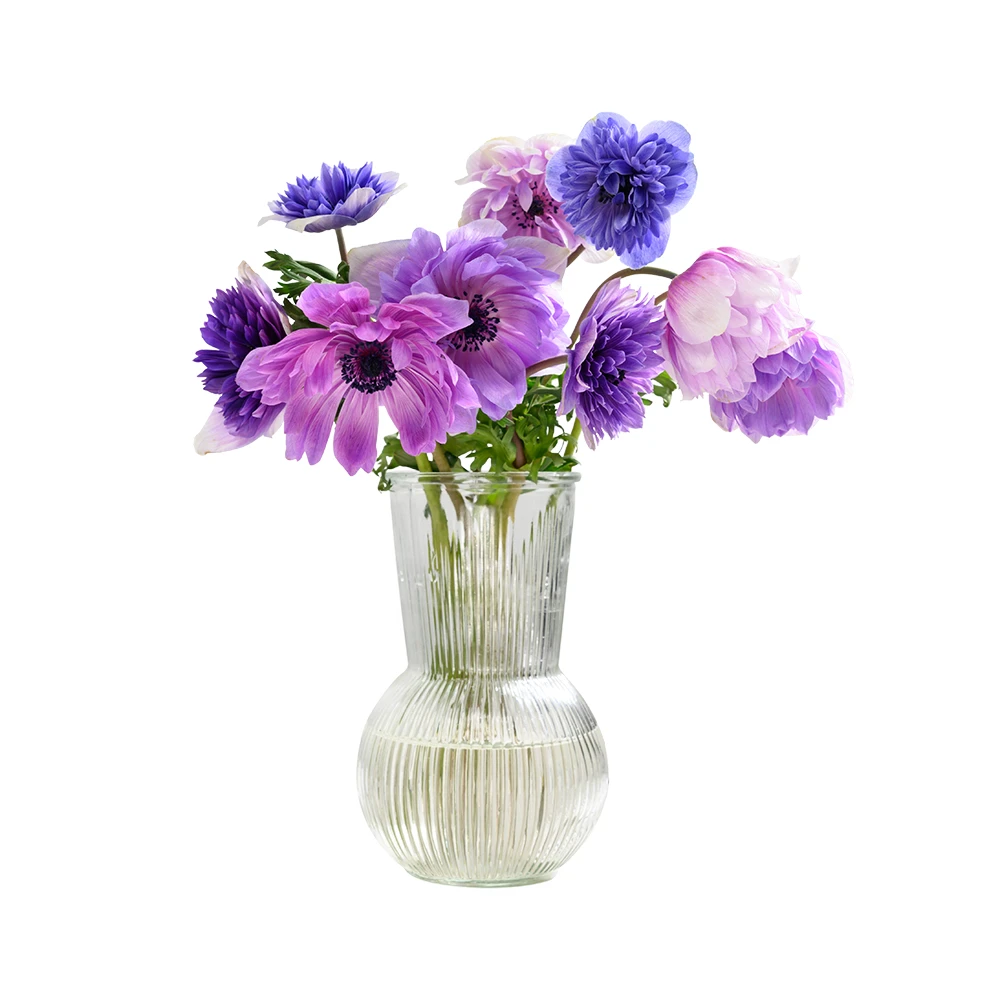 重瓣银莲花 随机色 10支