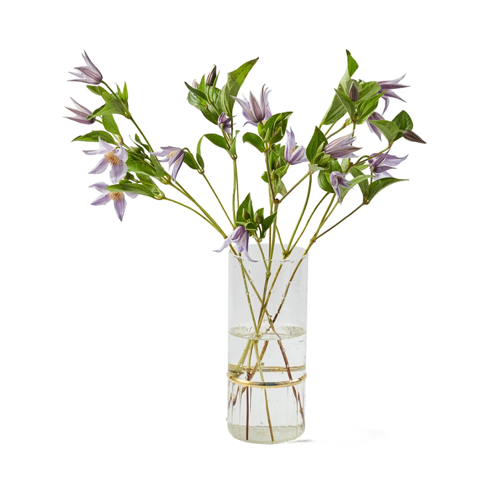 坦桑尼亚铁线莲 浅紫色 5支 预售