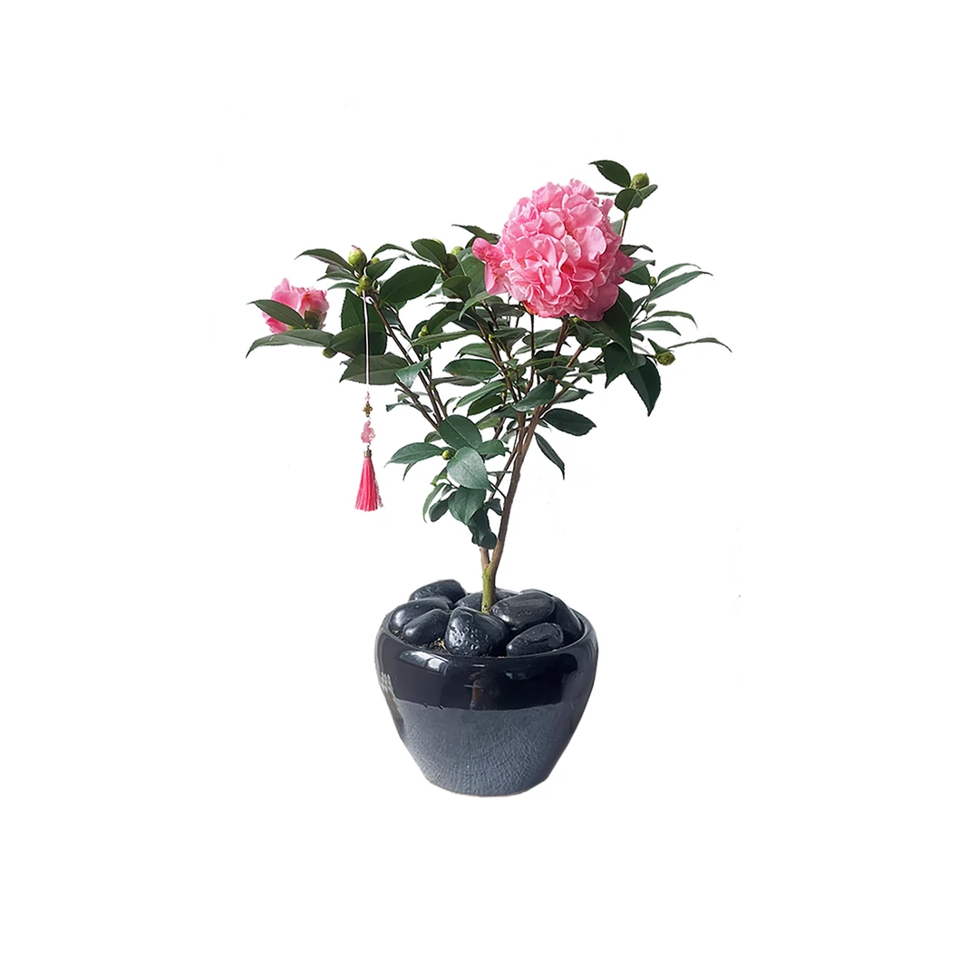 山茶花 重瓣粉 50cm 1盆