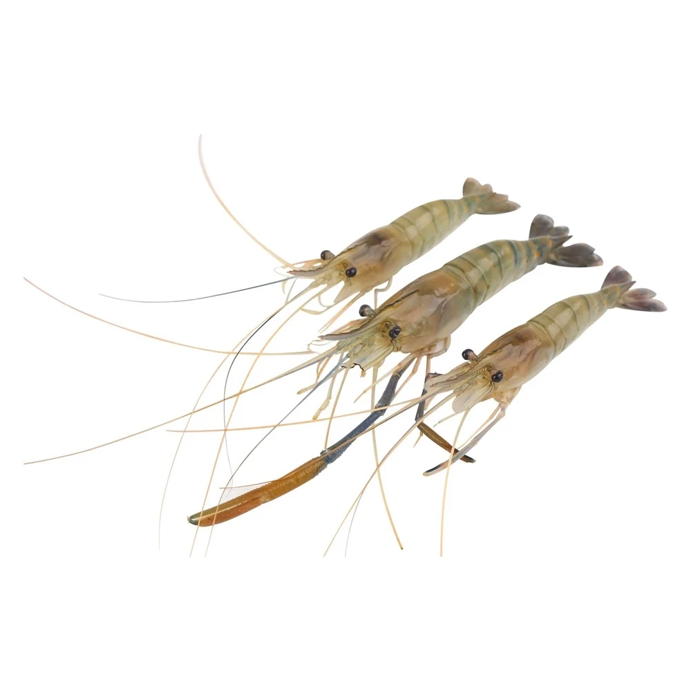 鲜活 淡水手掌大罗氏沼虾 250g/份(约7-11只)