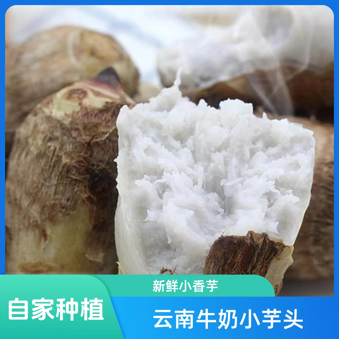 农家种植云南牛奶小芋头云南毛芋头新鲜小香芋3斤/5斤/9斤装