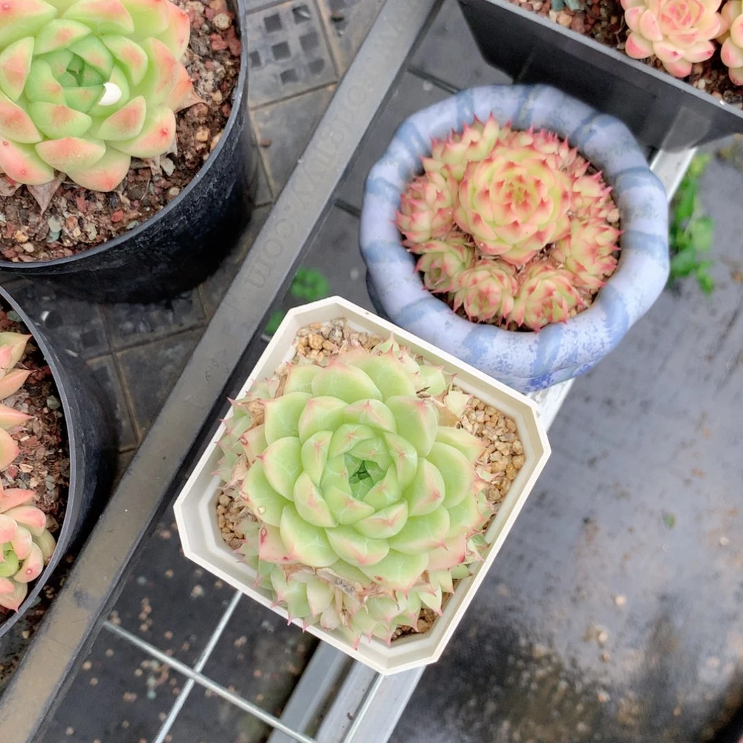 不**真888 女王玫瑰