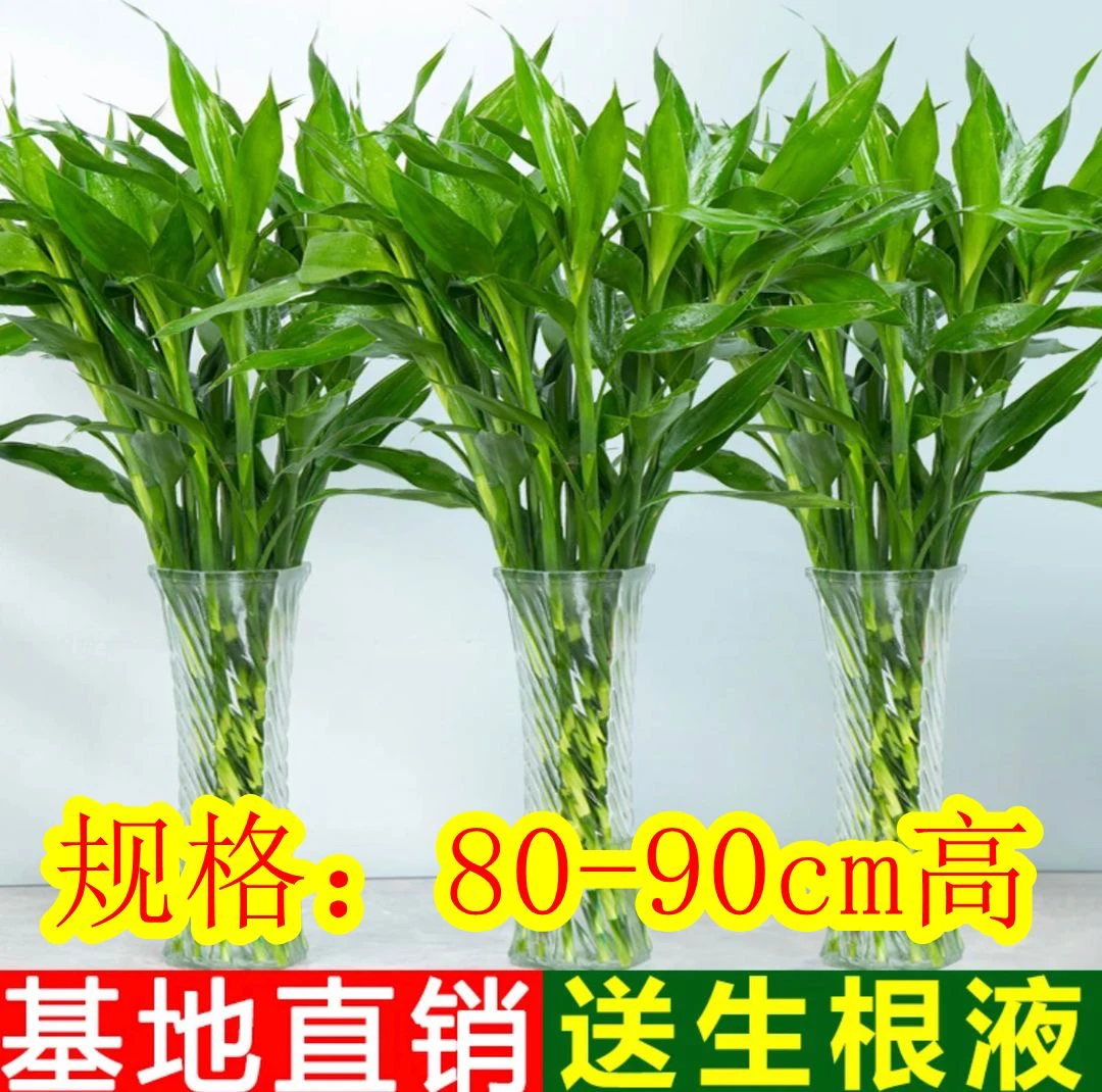 雀森富贵竹水培植物好养易货室内居家办公懒人植物花开富贵