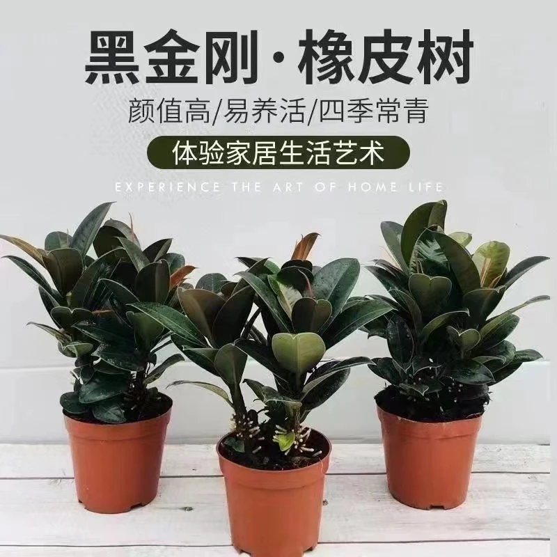 黑金刚橡皮树盆栽净室内绿色植物吸甲醛办公桌盆栽四季绿植防辐射
