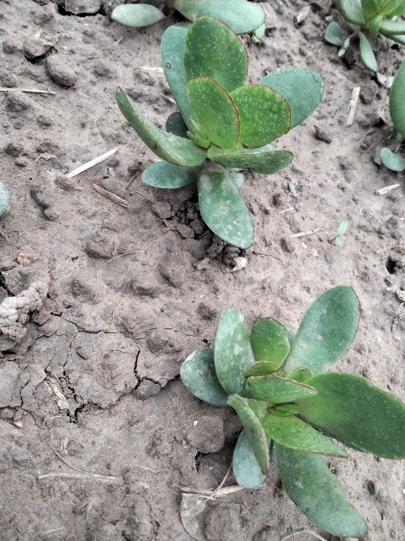 紫蝶多肉带根一组2颗