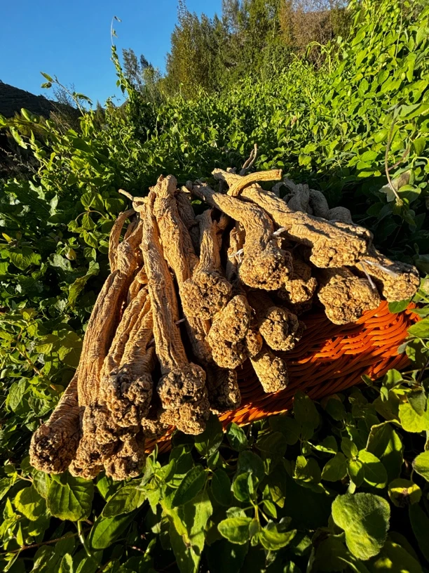 甘肃岷县精选多年生老党参15年以上［煲汤炖肉］