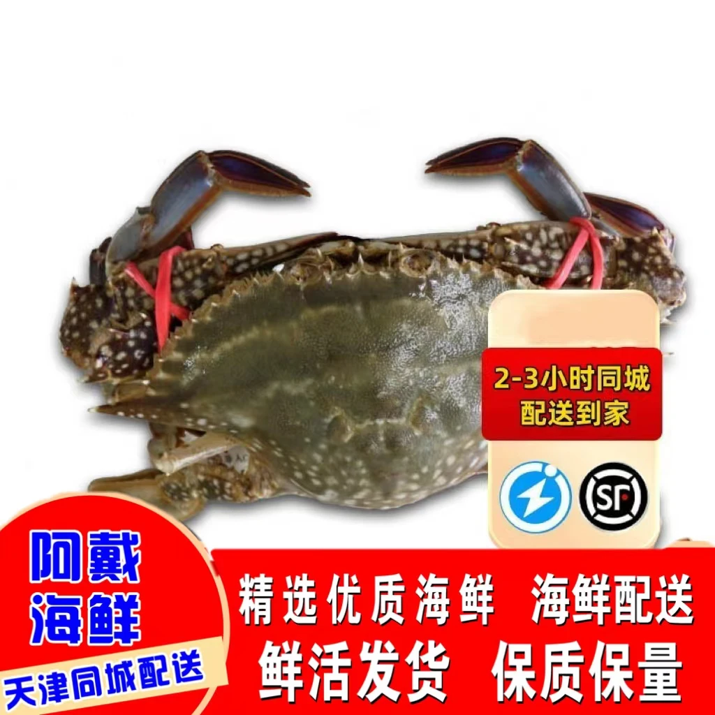 【保鲜不保活】天津足黄母蟹 掉爪（单只2-3两每斤5-4只）当日发
