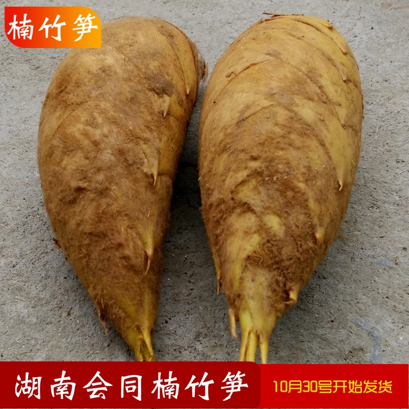 湖南新鲜野生冬笋现挖现发农家毛竹笋黄泥拱笋带壳尖头笋楠竹笋