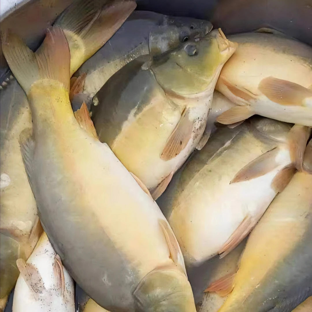 水库冰鲜现捞四川裸鲤 每条1-15g 三道鳞