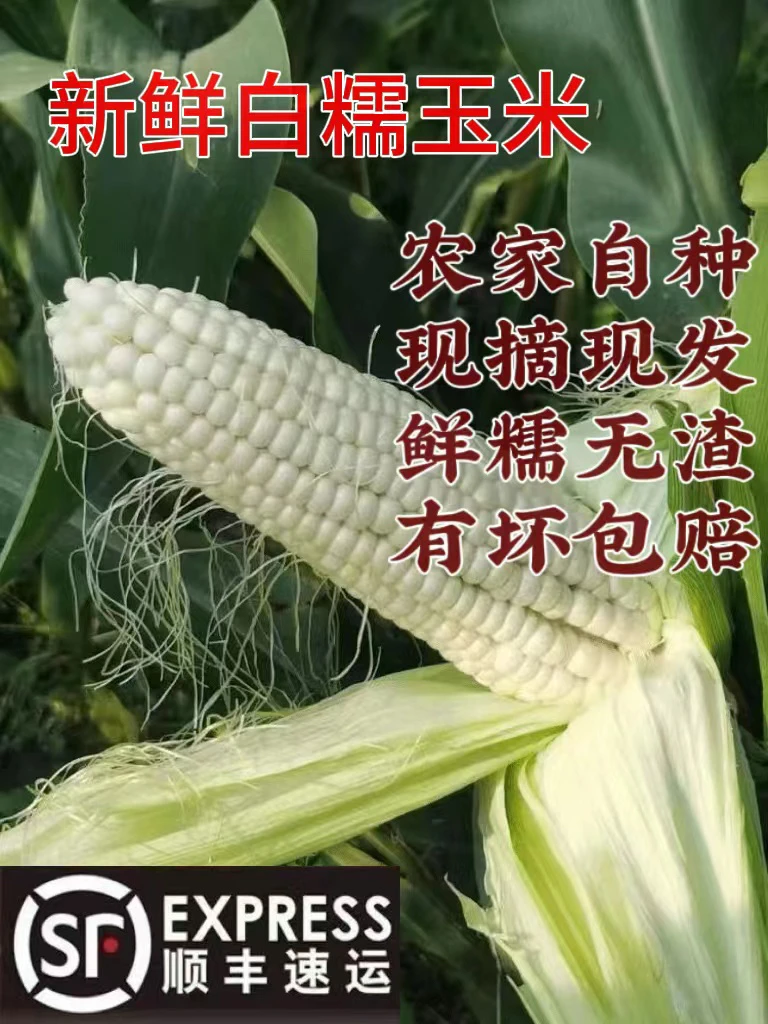 新鲜糯玉米现摘现发 5斤【顺丰包邮】