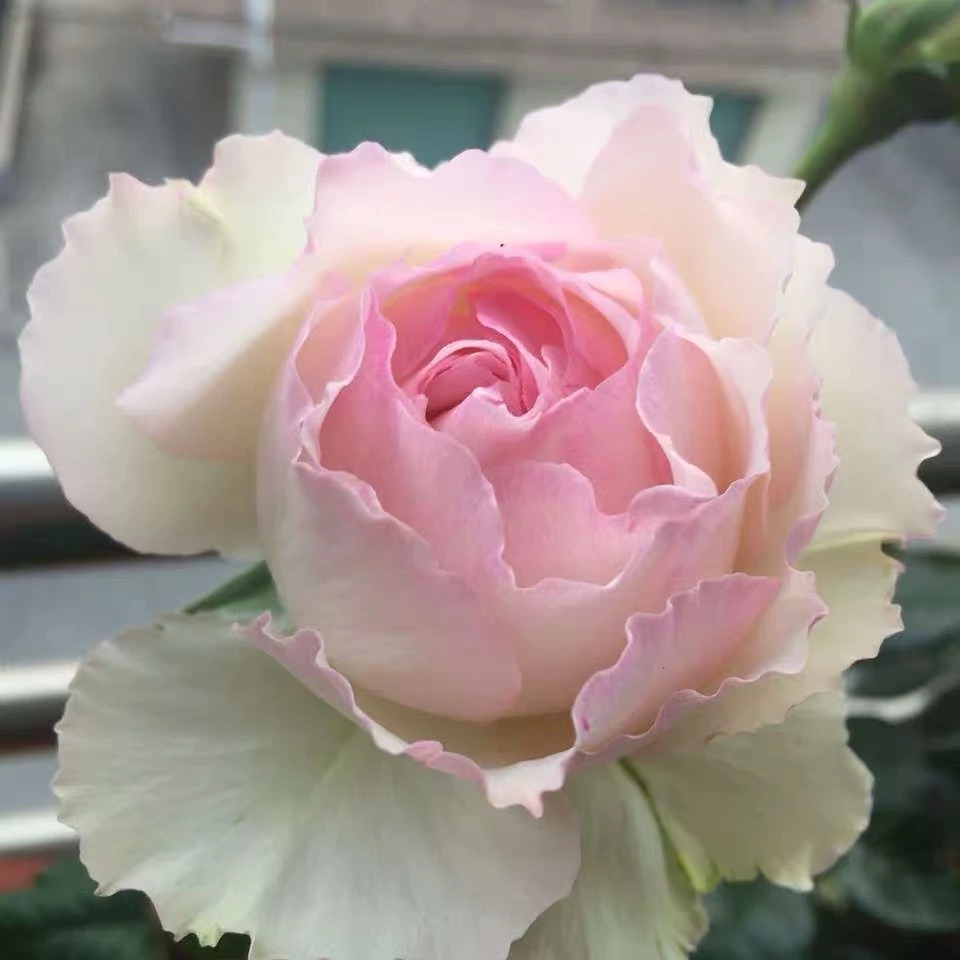 佩尔朱克 室外露天苗光杆发货 大花包子浓香月季花苗 阳台盆栽