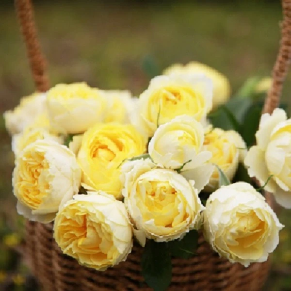 金丝雀  微型月季丰花勤花四季阳台玫瑰盆栽