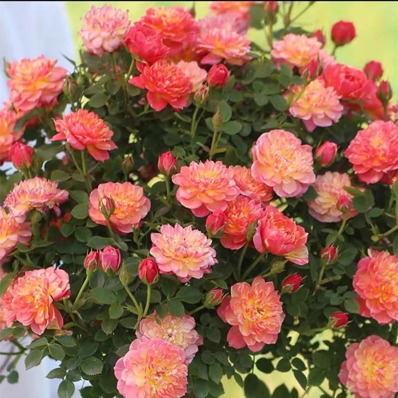 躲躲藏藏 捉迷藏月季花苗微型多头玫瑰花阳台四季开花好养易活