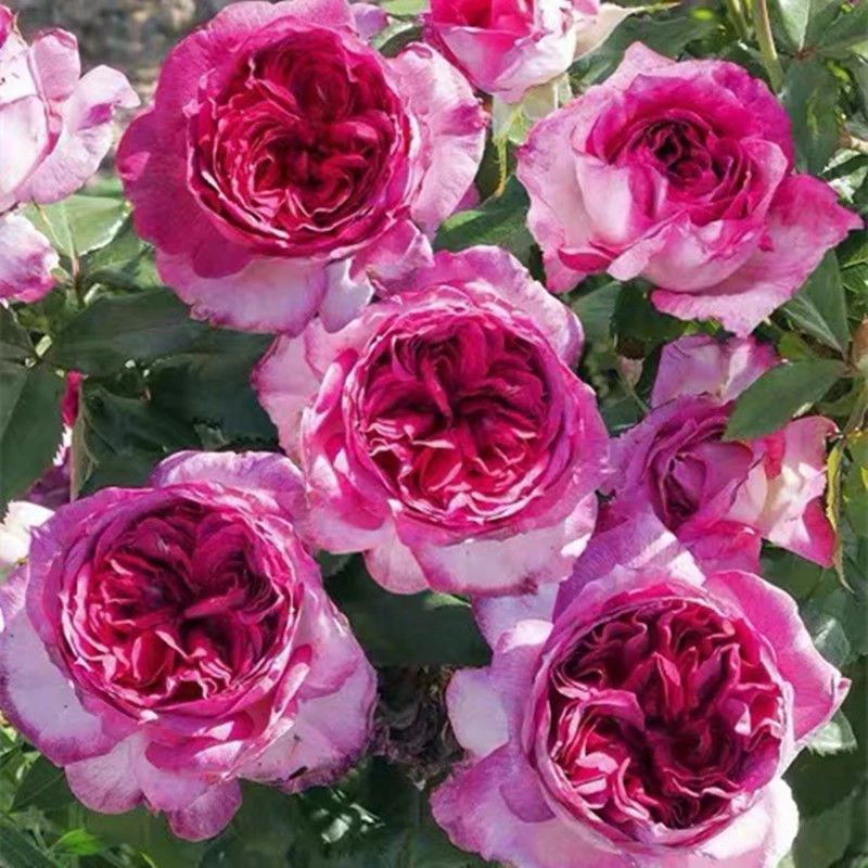 蛋糕 月季花苗戴尔巴德大花浓香四季阳台玫瑰庭院花卉植物