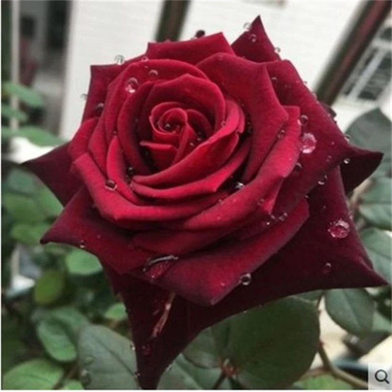 黑魔术 黑红色玫瑰切花月季花苗大花灌木阳台盆栽四季开花