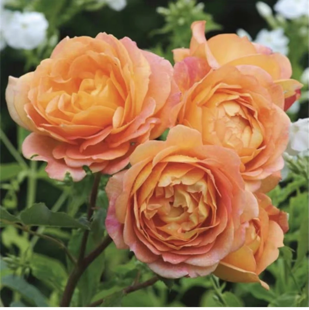 夏洛特夫人【中苗清仓】爬藤蔷薇月季花苗多季大花浓香庭院阳台耐寒