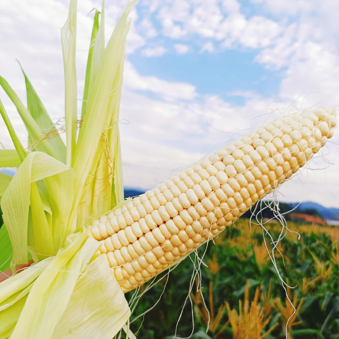 【现采直发】农家本地新鲜白糯玉米香甜糯包谷带壳直发保鲜膜