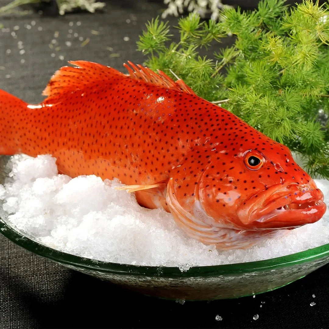 【东星斑】 深海新鲜海鱼石斑鱼 可红烧清蒸