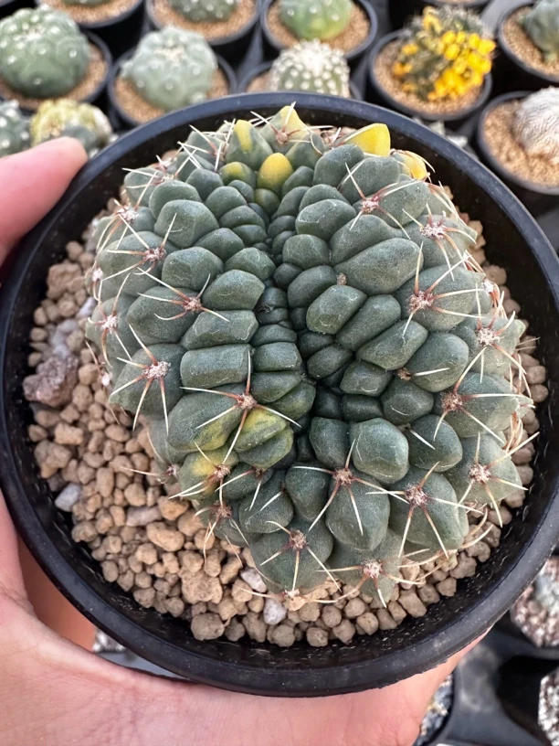 仙人球菲花玉缀化锦