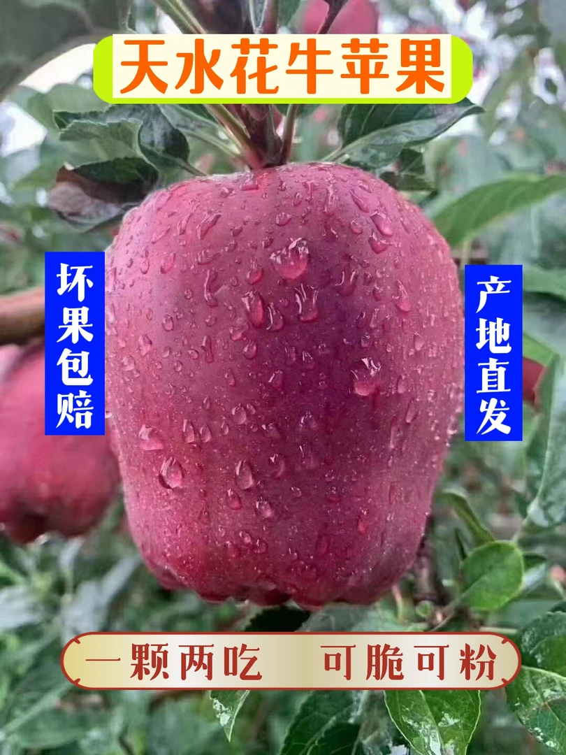 甘肃天水花牛苹果
