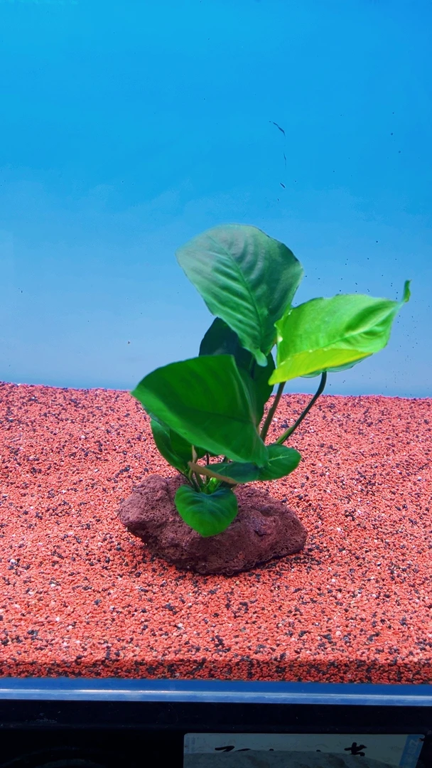 火山石水榕 直接入缸