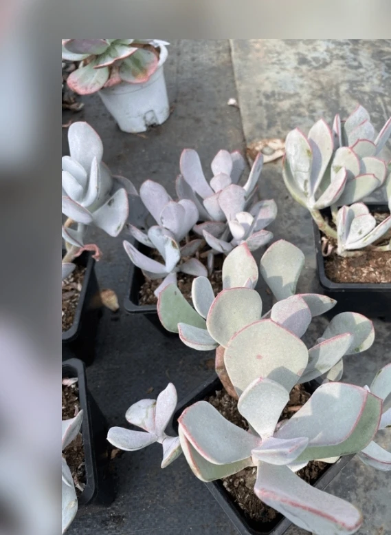 白眉五头多肉植物