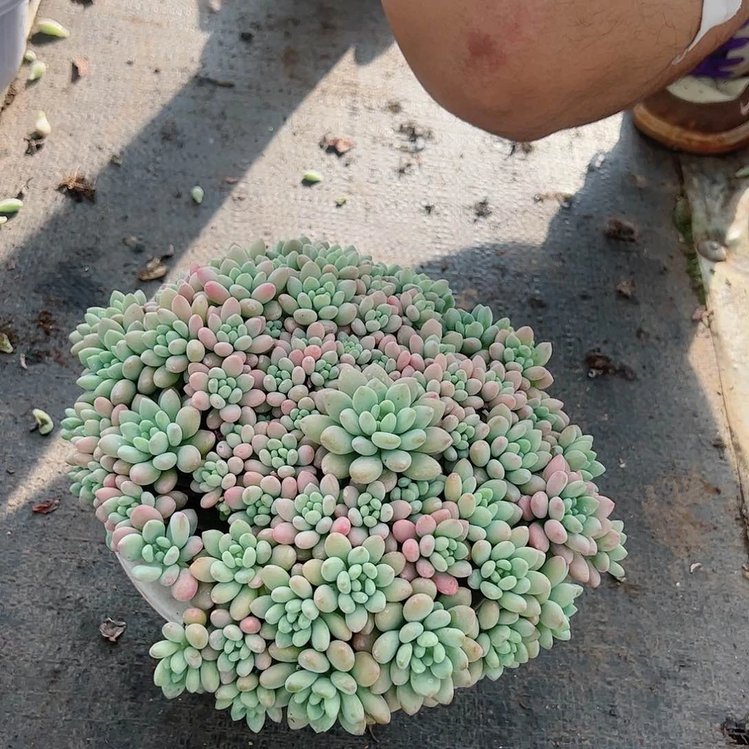 洛可可超级大部分掉叶不售后