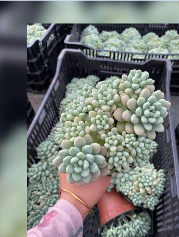 洛可可两盆多肉植物