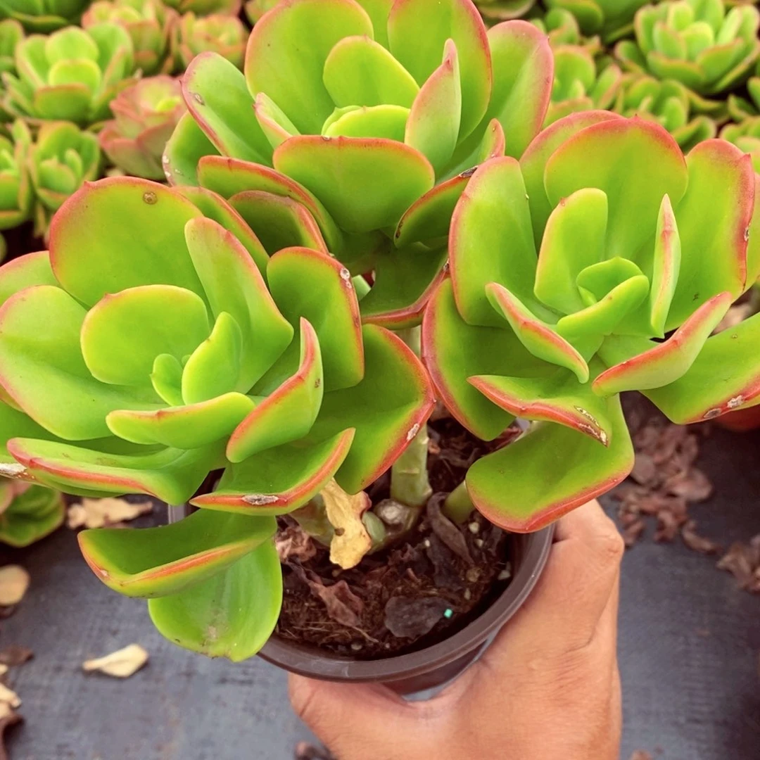 红梅三头群生多肉植物