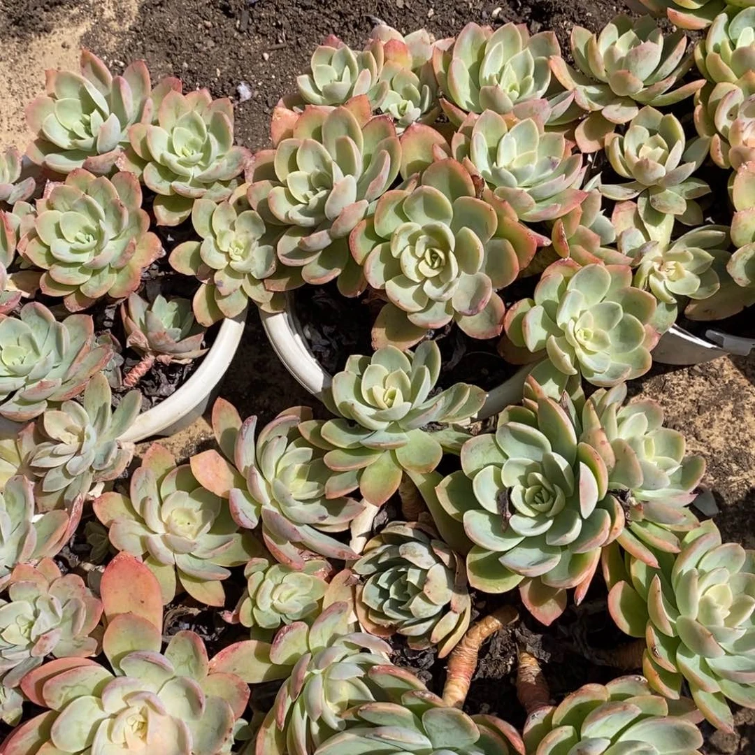 丝绸面纱160杯小盆露养