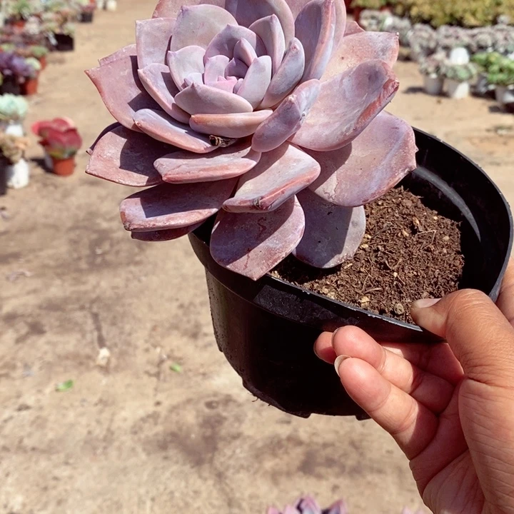 红茶大单头多肉植物