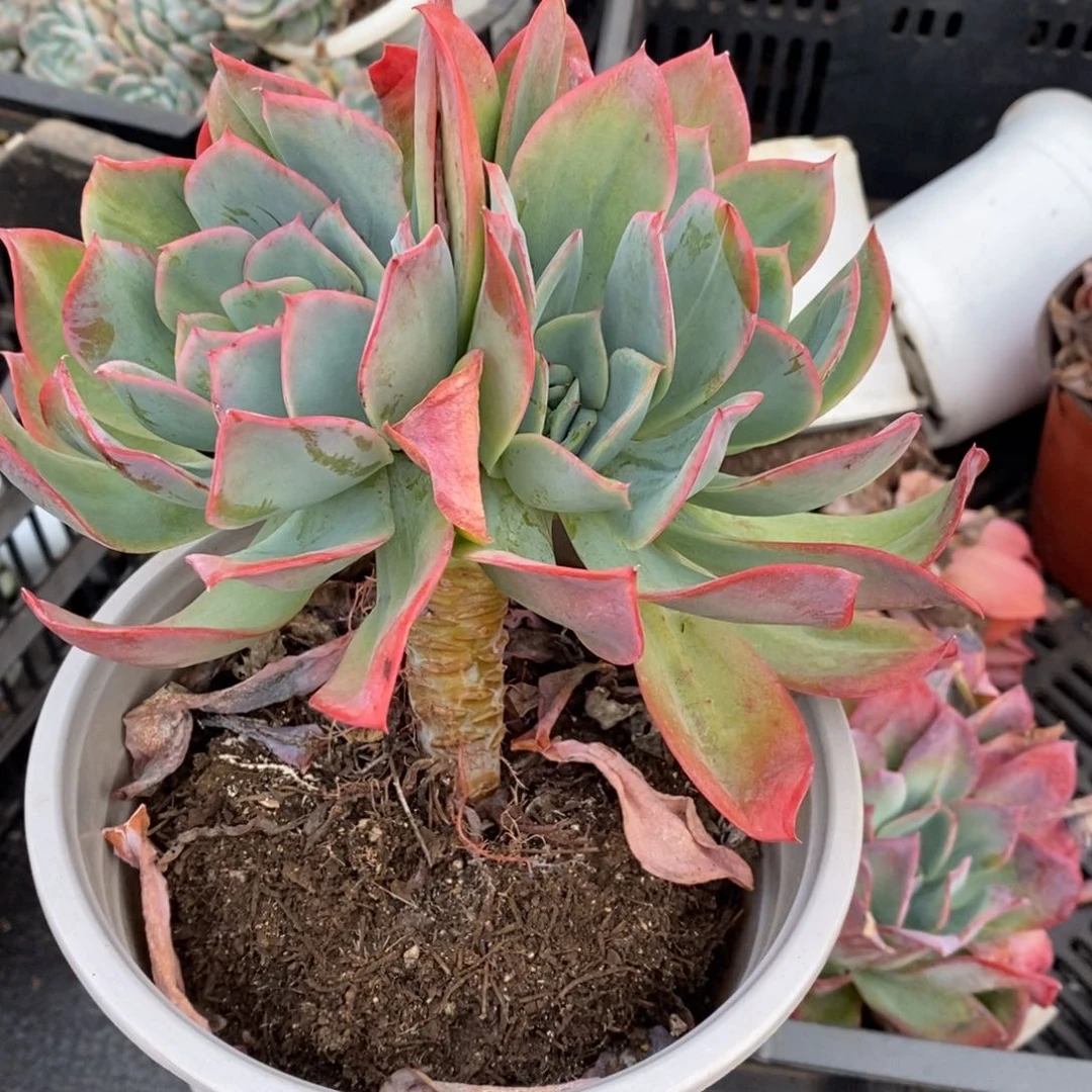 绮罗仙子多头群生