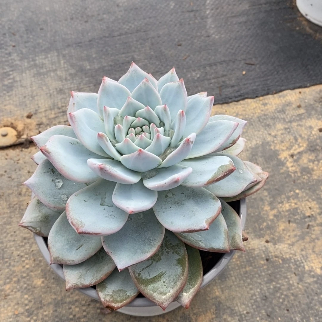 粉蓝鸟单头多肉植物