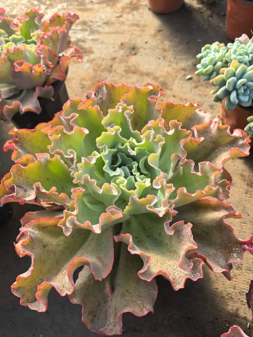 高沙之翁大单头多肉植物