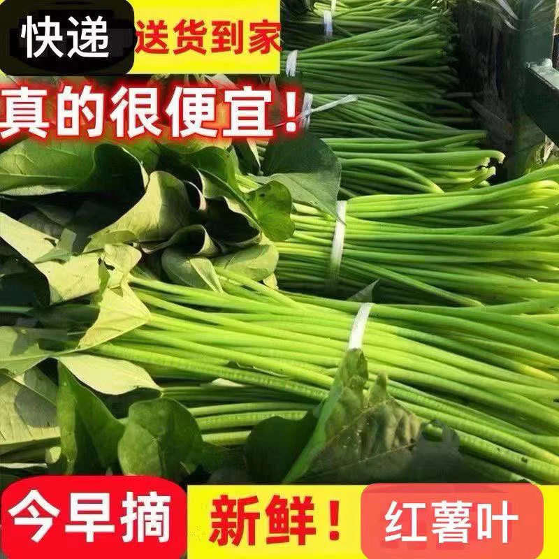 新鲜采摘红薯杆枝杆农家自种红薯梗新鲜杆子红薯叶子食用