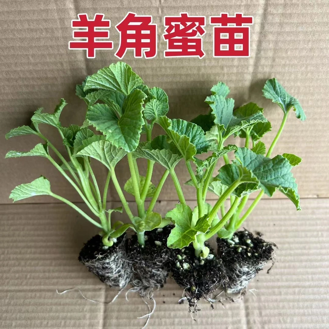 冰糖甜瓜瓜苗白皮蜜罐甜瓜羊角蜜香瓜苗哈密瓜苗早熟超甜盆栽水果