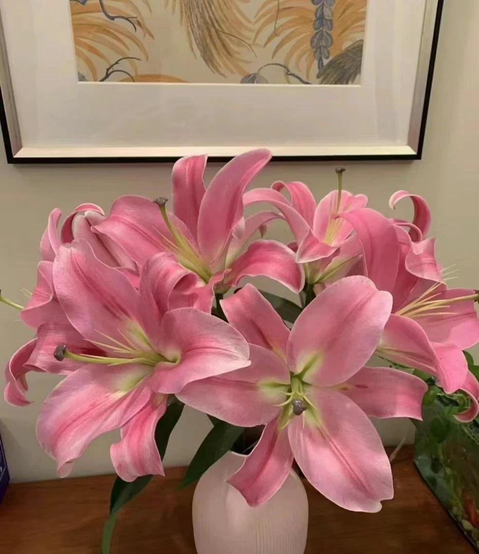 （年年有花）精选普拉芬多单瓣香水百合
