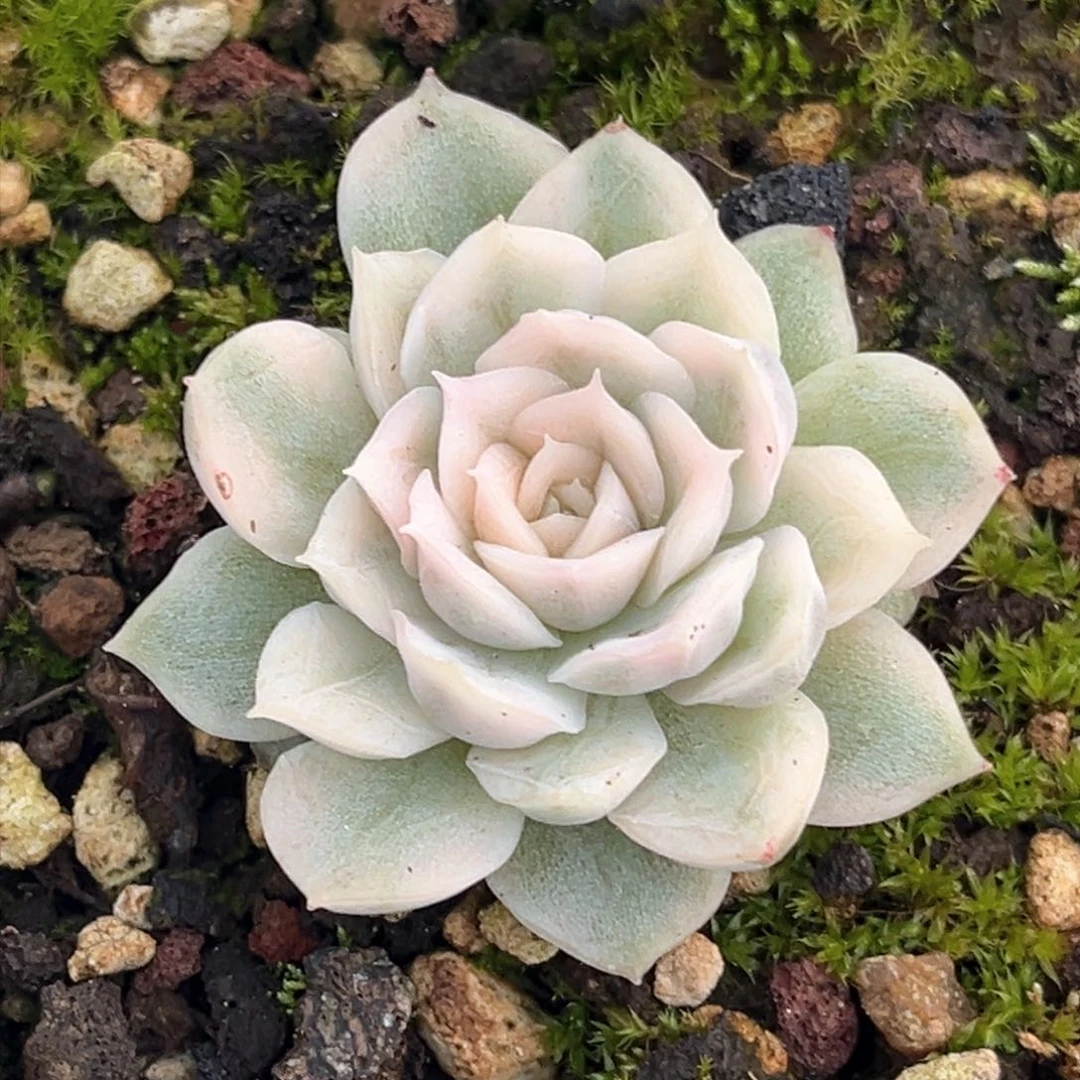 雪球锦一颗价格发货