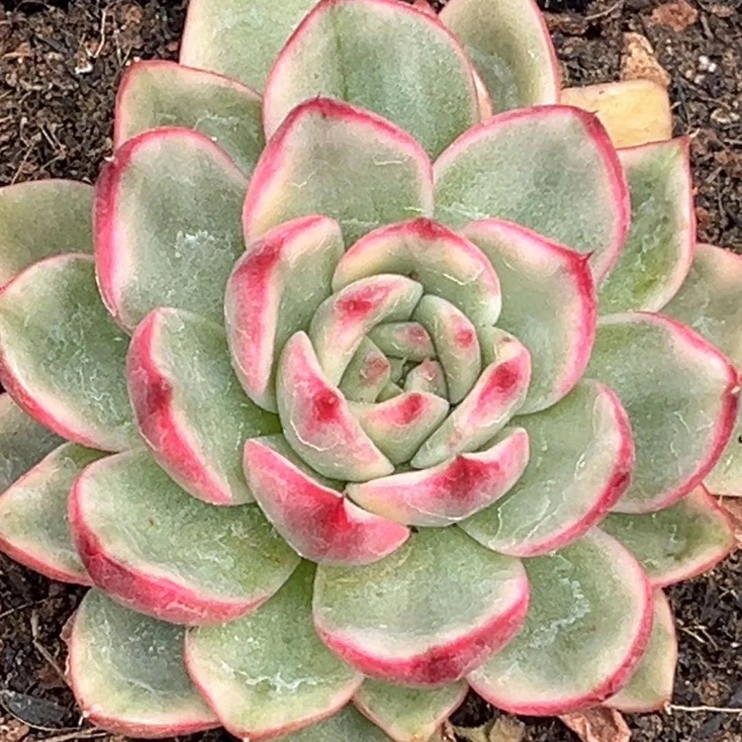 蔚蓝乌木锦一颗价格