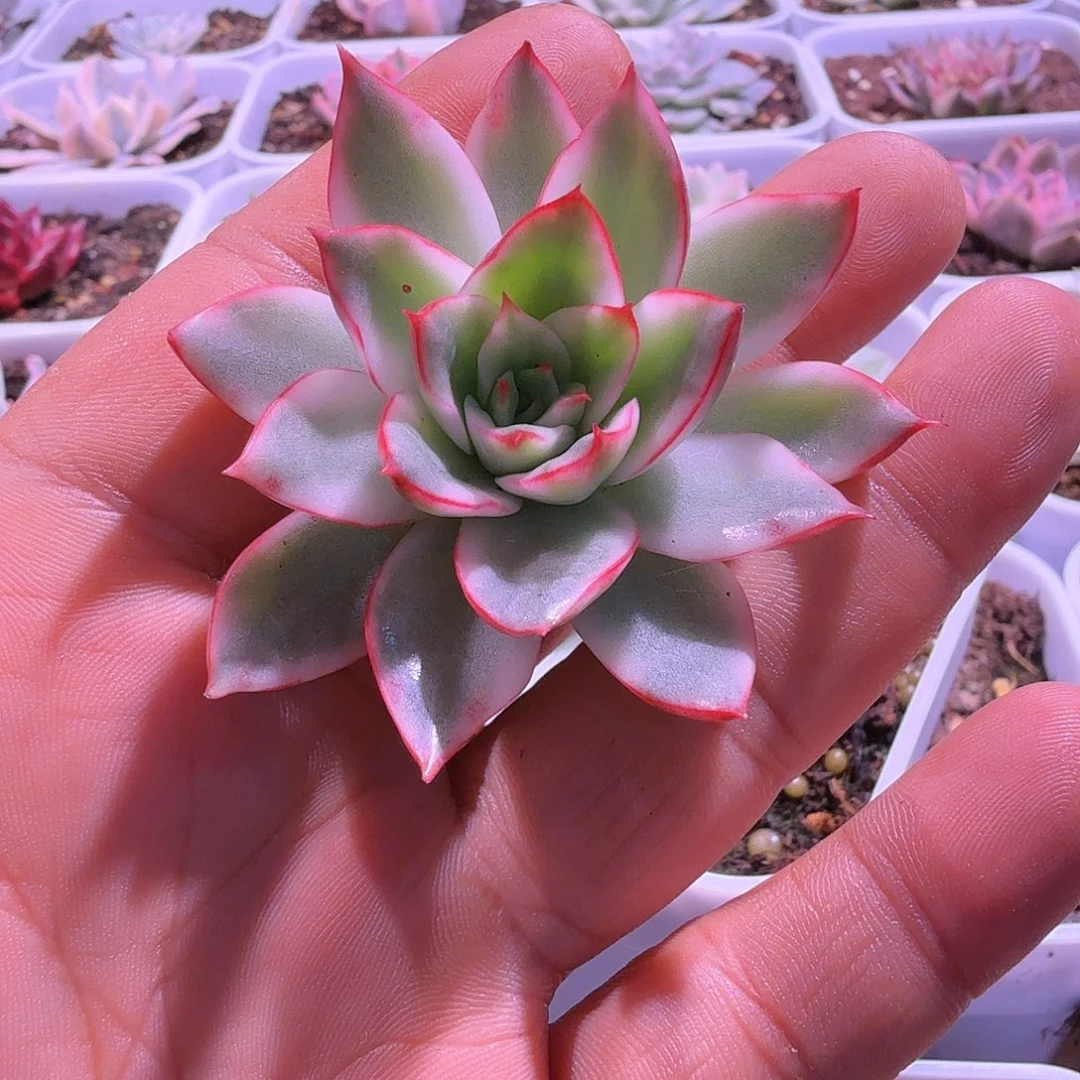 吉赛尔锦多肉锦主头