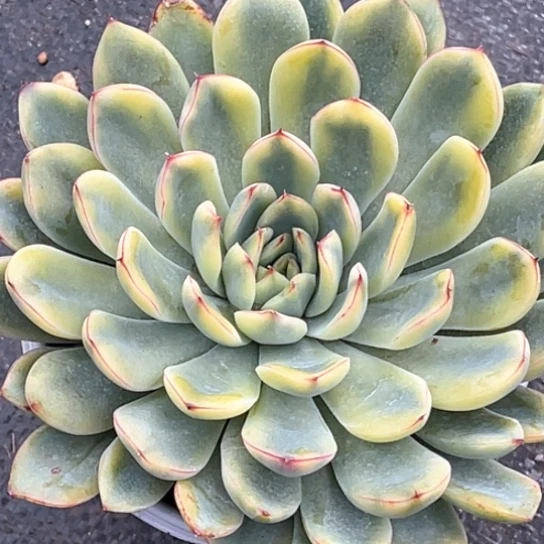 荷花锦黄锦一颗价格