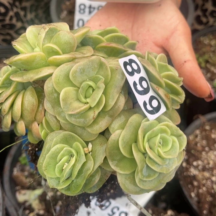 899可爱玫瑰锦群生