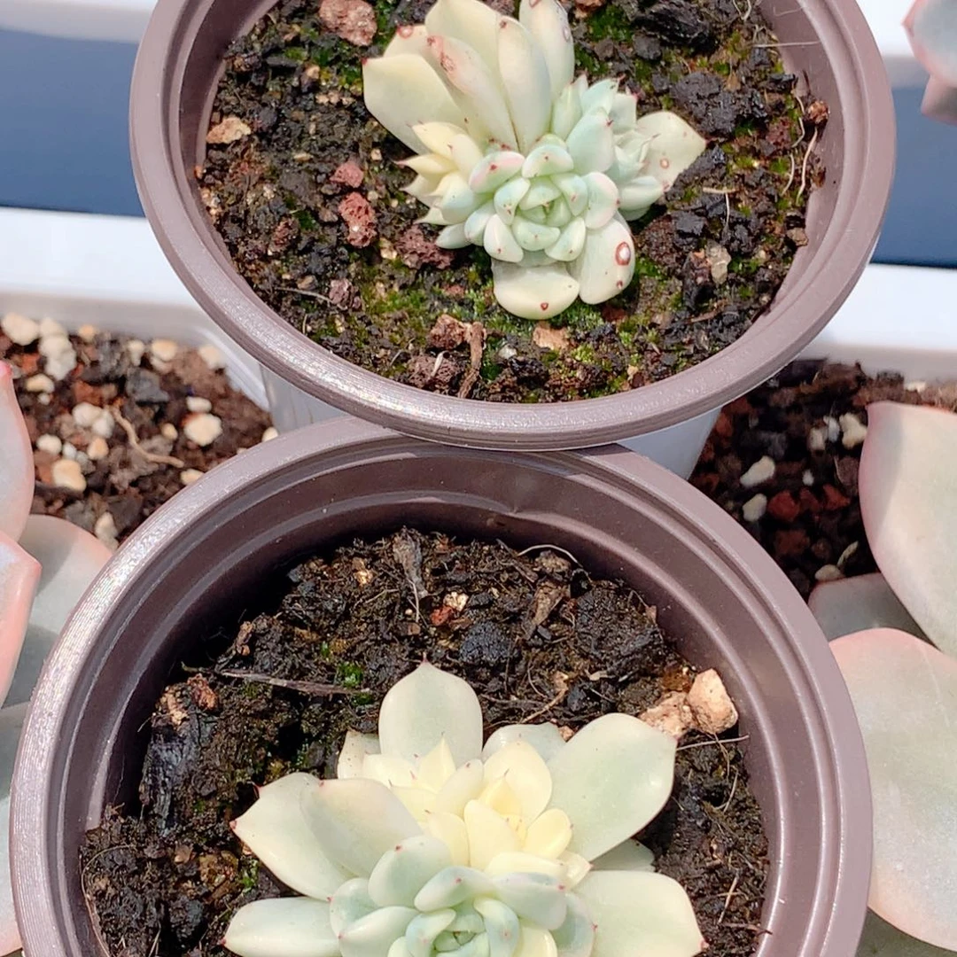 妲己锦一颗价格发货