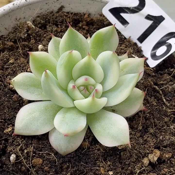 吉娃娃锦一颗216