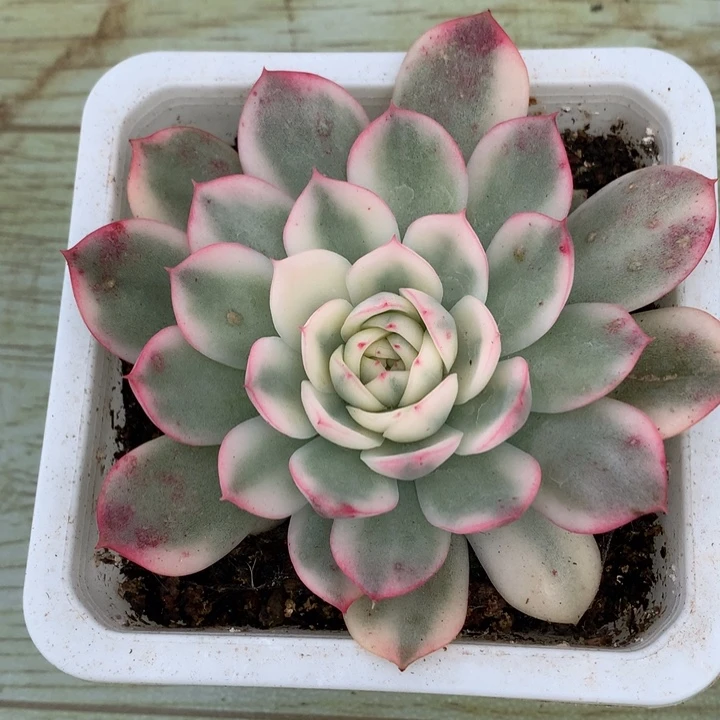 韩水晶锦一颗价格