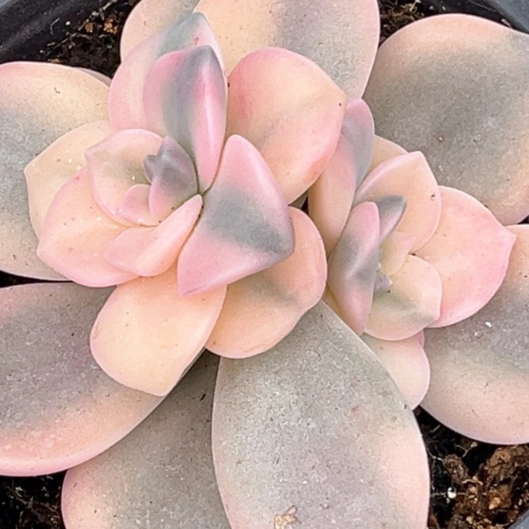 粉紫乐锦双头一颗